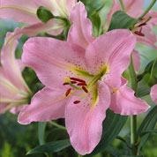 Hybrid Lily 'Le Rve'